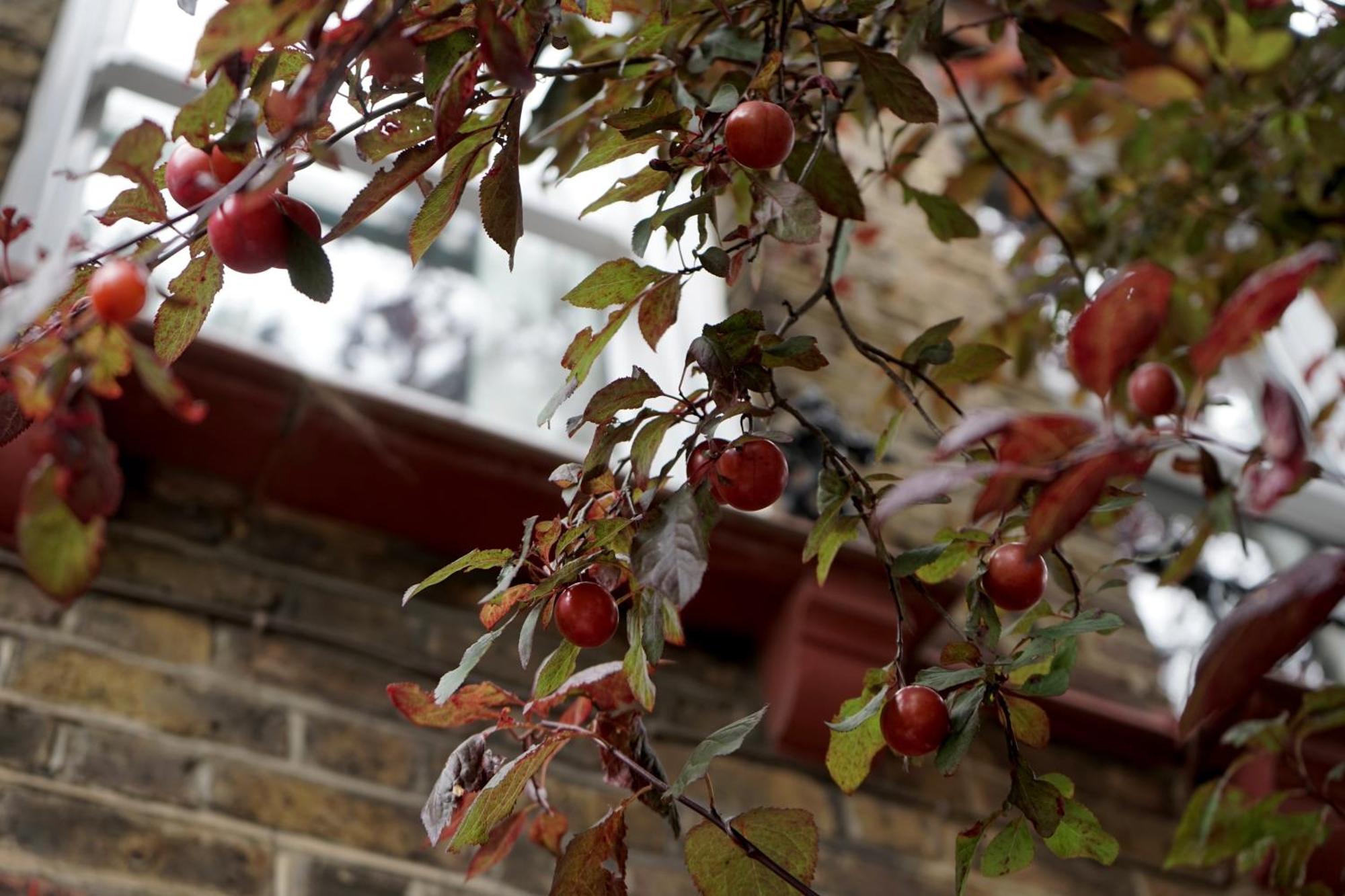 Beautiful London Home Sleeps 6, 2 Minutes To Metro Eksteriør bilde